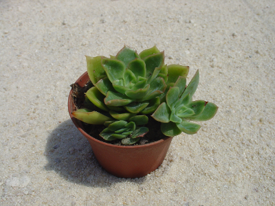 x Cremneria 'Seerose'