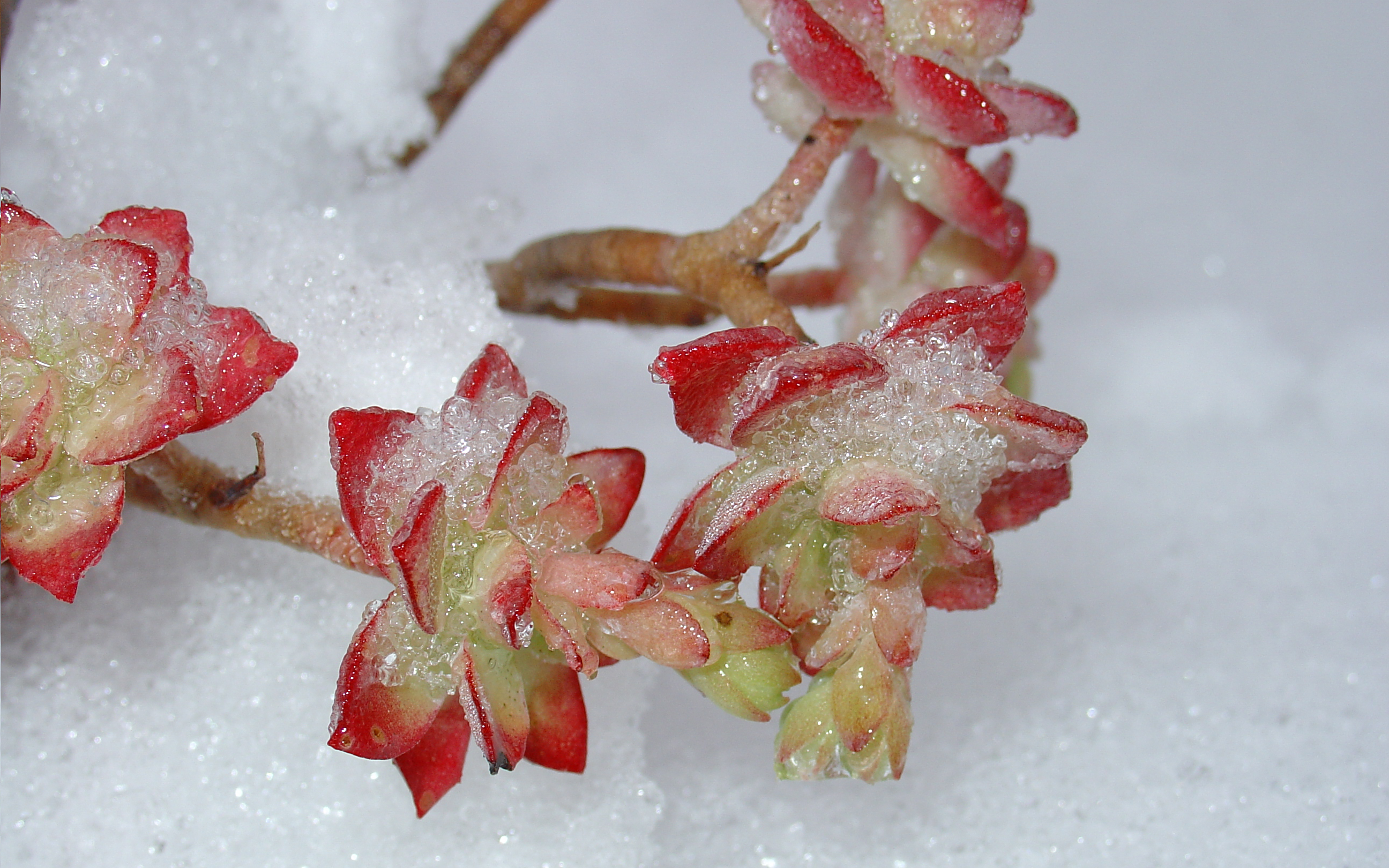 Sedum palmeri sous la neige