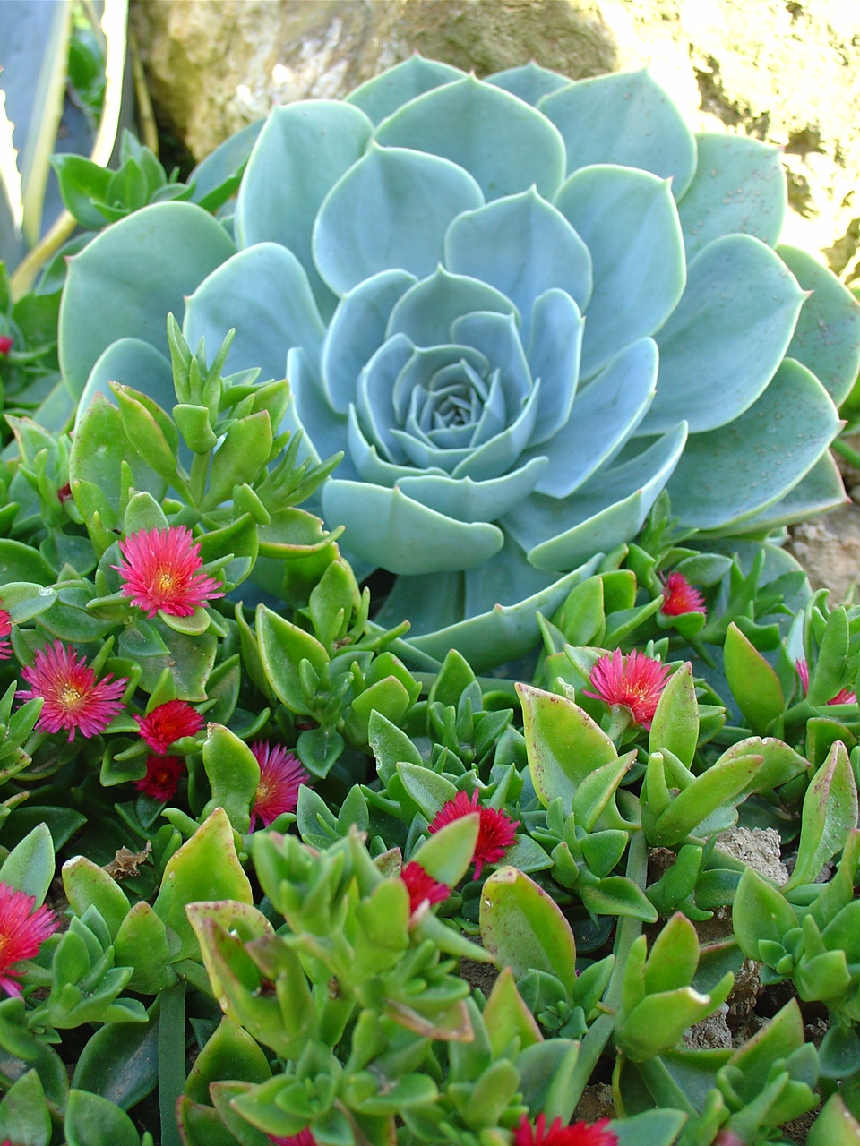 De haut en bas : Echeveria ‘Imbricata’ (Crassulaceae), Aptenia cordifolia (Aizoaceae)