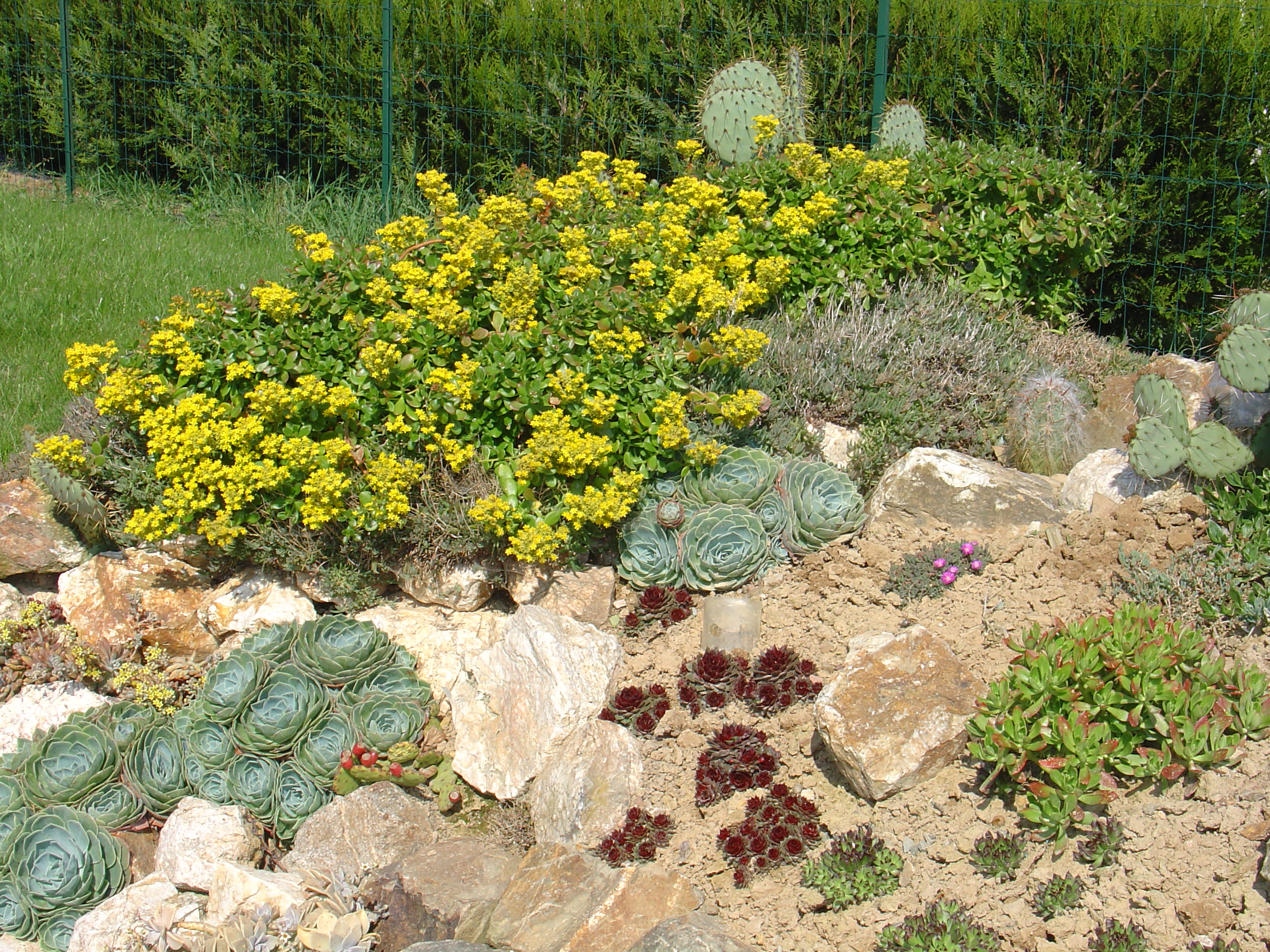Rocailles de plantes succulentes, grasses et cactus