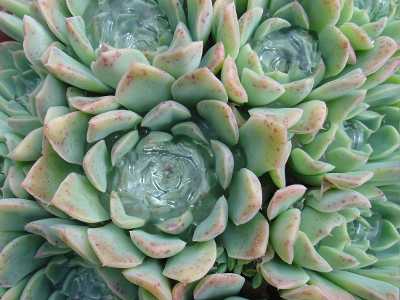 Echeveria 'Albida'
