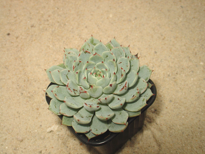 Echeveria 'Alienor'