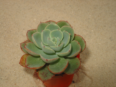 Echeveria 'Blue Alice'