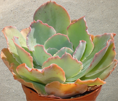 Echeveria 'Blue Waves'