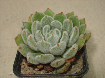 Echeveria 'Bombycina'