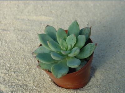 Echeveria 'Cléone'