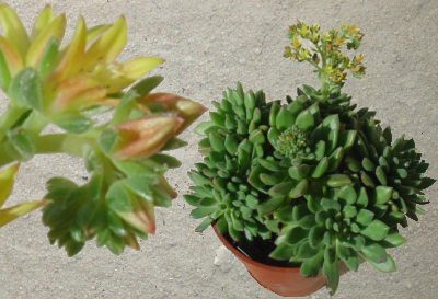 Echeveria 'Frida Kahlo'