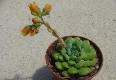 Echeveria 'Galaxy Starburst'