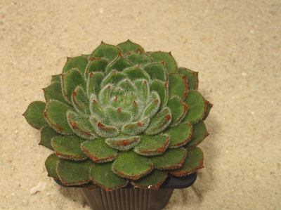 Echeveria 'Glitters''