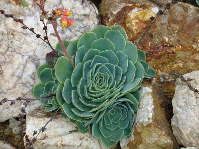 Echeveria 'Imbricata'