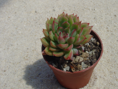 Echeveria 'Mebina'