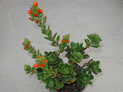 Echeveria 'Moovisii'