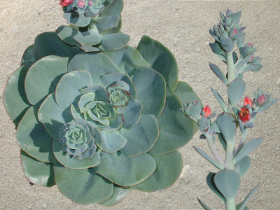 Echeveria 'Nubia'