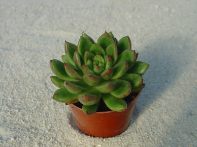 Echeveria 'Jade Point'