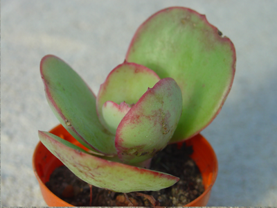 Echeveria 'Margrit'