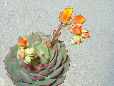 Echeveria 'Ramillete'