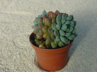 Echeveria amoena