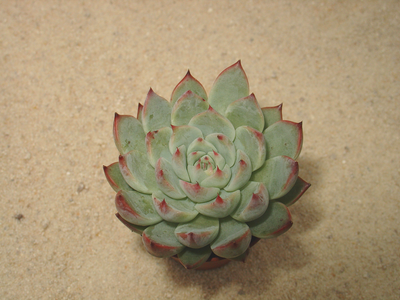 Echeveria colorata var lindsayana