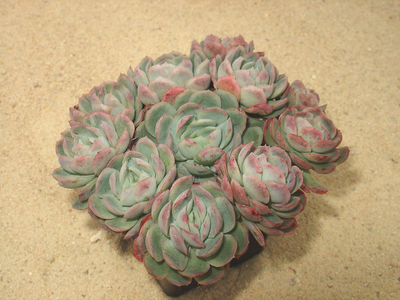 Echeveria elegans