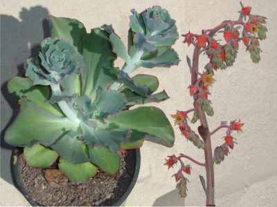 Echeveria gibbiflora hybride 176