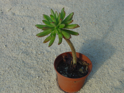 Echeveria johnsonii
