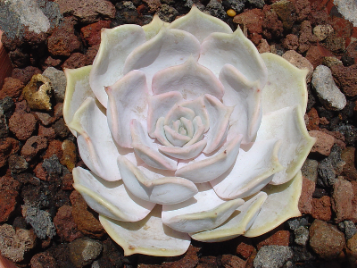 Echeveria lilacina