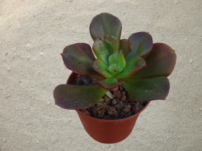 Echeveria multicaulis 'Lipstick'