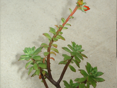 Echeveria pringlei var parva