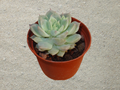 Echeveria prolifica
