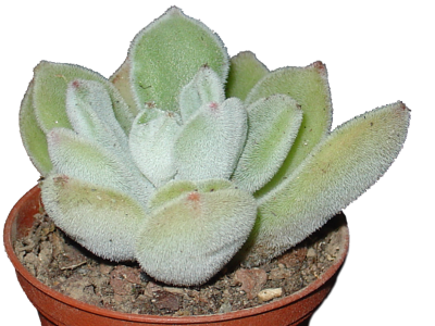 Echeveria pulvinata 'Frosty'