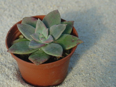 Echeveria recurvata