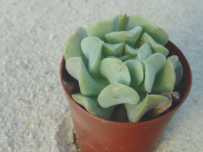 Echeveria runyonii 'Topsy Turvy'