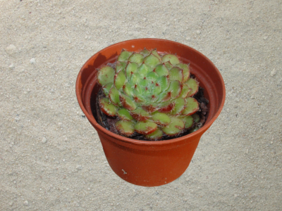 Echeveria setosa var ciliata