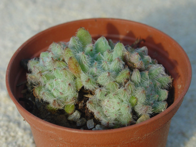 Echeveria setosa var minor