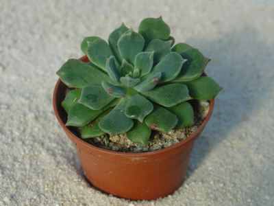 Echeveria setosa X Echeveria gracilis