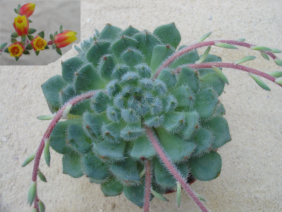 Echeveria setosa (FO42)