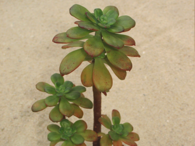 Echeveria skinneri