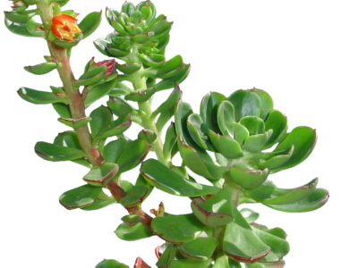 E.viridissima