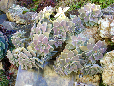 Graptopetalum paraguayense ssp paraguayense