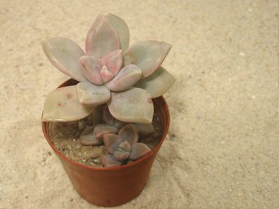 Graptopetalum 'Victor Kane'