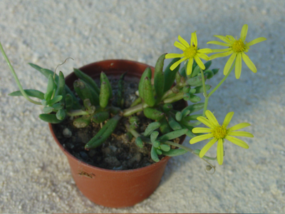 Othonna capensis