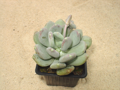 Pachyphytum glutinicaule