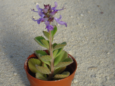 Plectranthus neochilus