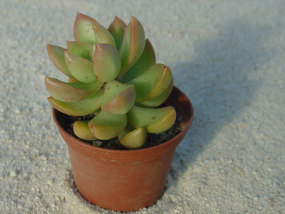 Sedum 'Golden Glow'