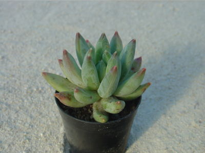 xPachyveria 'Glauca'