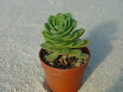 xSedeveria 'Green Rose'