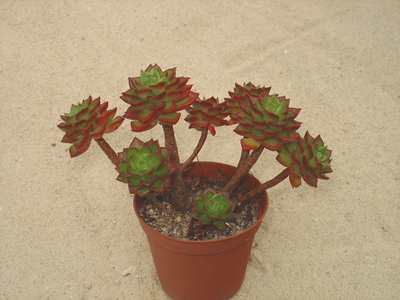 xSedeveria 'Letizia'